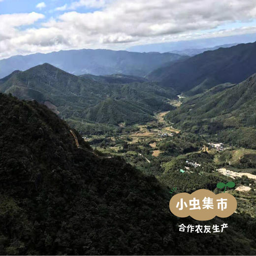 瑶山野菊花 50g/袋 | 合作农友生产，来自广东连南瑶族自治县，生产者：张运东 ＆【公平贸易农人定价】 商品图8