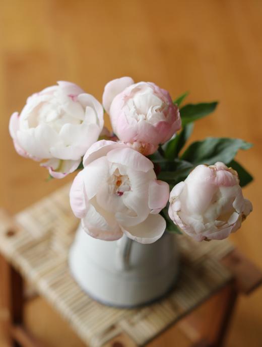 【预售！4.20起陆续发出】栀子【希望你温柔有趣不激烈，三餐四季不匆忙】简小姐精选进口稀有复色芍药 栀子花芍药 2件包邮 顺丰空运直发 商品图1