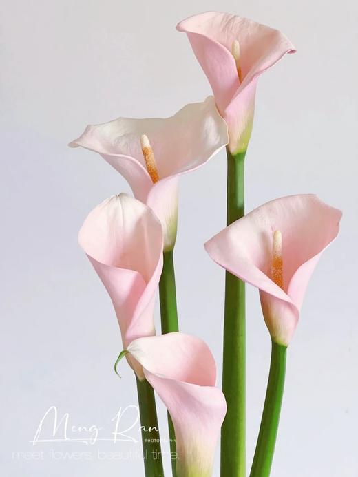 精品马蹄莲切花火烈鸟 商品图3