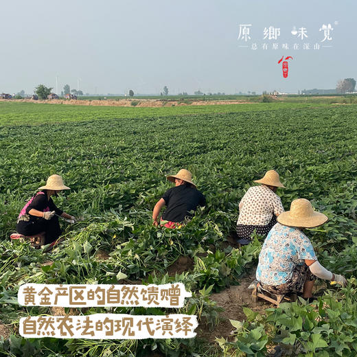 生态红薯怀山药粉皮（成都仓库-顺丰快递）| 500g/袋，来自河南武陟县，生产者：原国星【合作生产-公平贸易】 商品图2