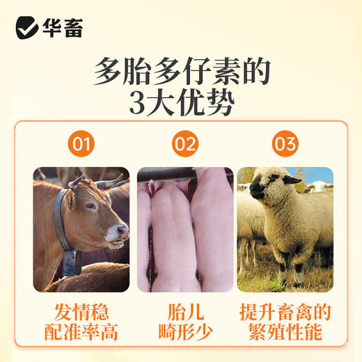 华畜多胎多仔素兽用母猪促排卵好配种叶酸生育酚维生素E发情粉剂 商品图2