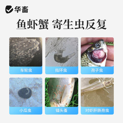 华畜全驱净桉树精油鱼虾蟹敌百虫水产养殖车轮指环净小瓜虫锚头鳋 商品图2
