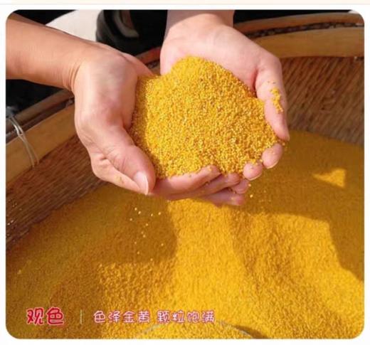 （大众报业推荐）龙山小米 商品图3