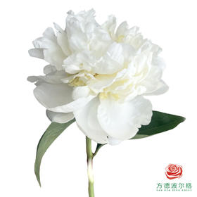 芍药 新娘沐浴 5枝一扎