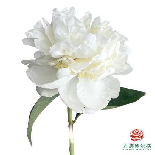 芍药 新娘沐浴 5枝一扎 商品图0