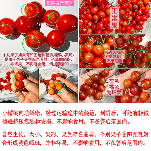 『米易玛瑙红小樱桃1号』肉质软嫩，柔糯多汁，高甜低酸，晶莹剔透，森林露天种植 商品图10