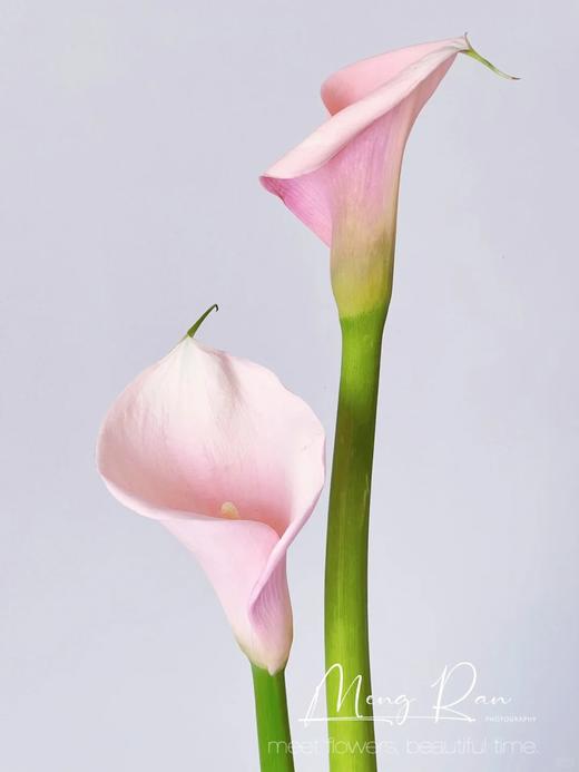 精品马蹄莲切花火烈鸟 商品图2