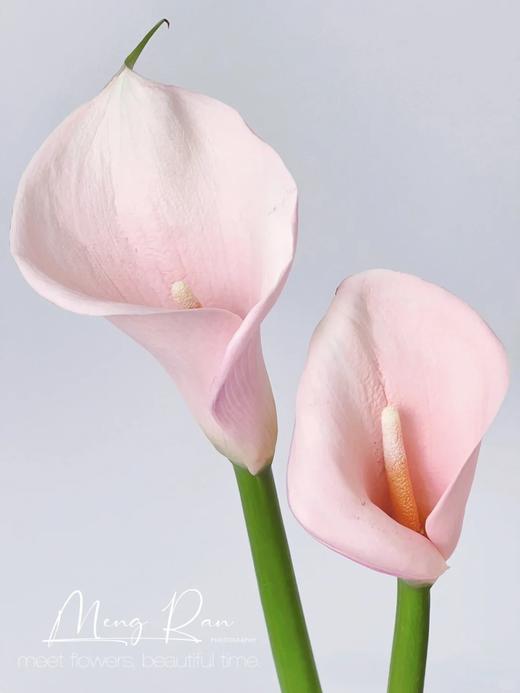 精品马蹄莲切花火烈鸟 商品图1