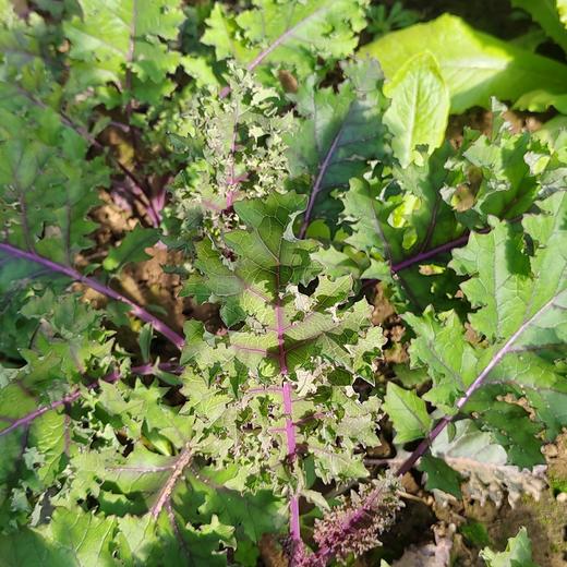 羽衣甘蓝 300g 商品图0