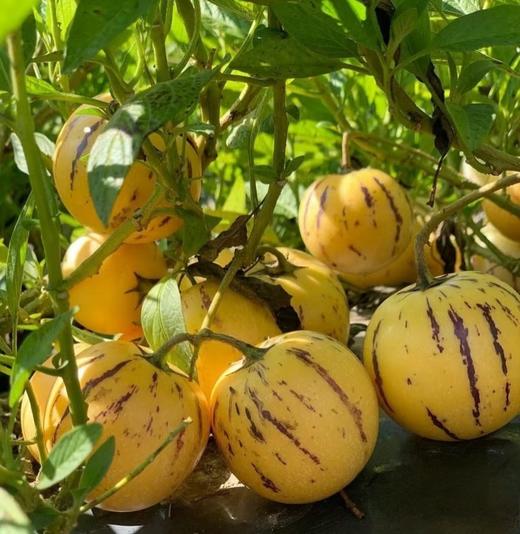 云南树上熟人参果 肉黄、水分爆汁、清甜低糖 整箱3.5斤左右 商品图2