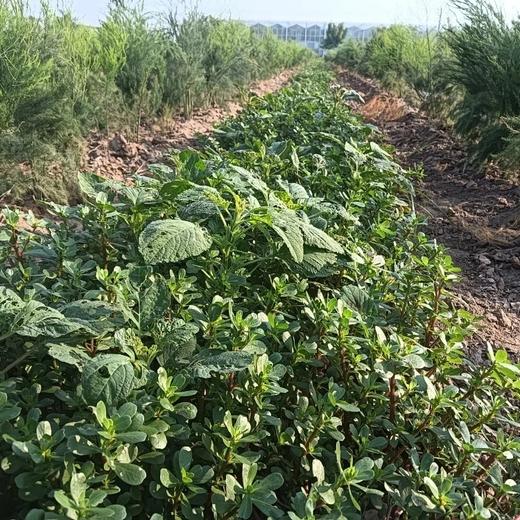 合作产品/  生态露天绿芦笋（下单后3-6天排单发货） 商品图6