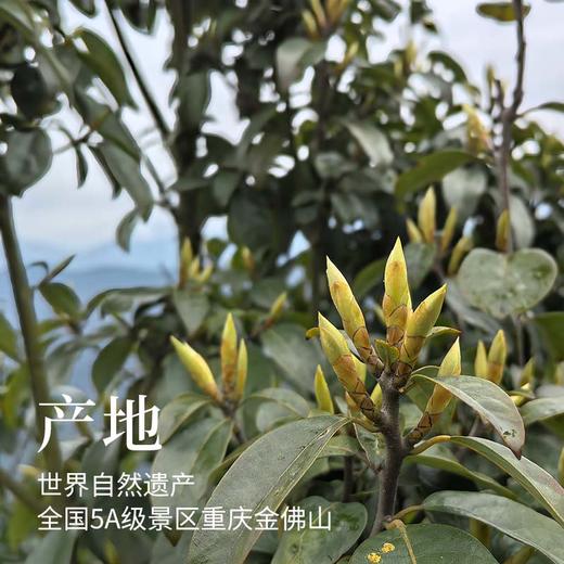 【茶频道自营】重庆老鹰茶 护肝肾 解热毒 红茶工艺 排毒养生新选择 2025年新茶 50g/罐 商品图2