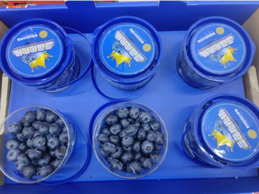 蓝莓抱抱桶一桶 商品图1