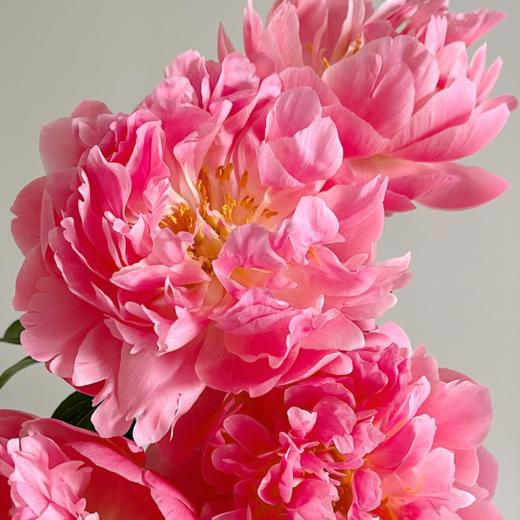 芍药丨夏威夷珊瑚【买一送一】 商品图2