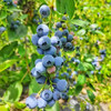 顺丰集团-驿加易选 云南F6品种高级花香蓝莓 现采摘现发货 脆甜 花香味道浓郁 125g/盒 商品缩略图7