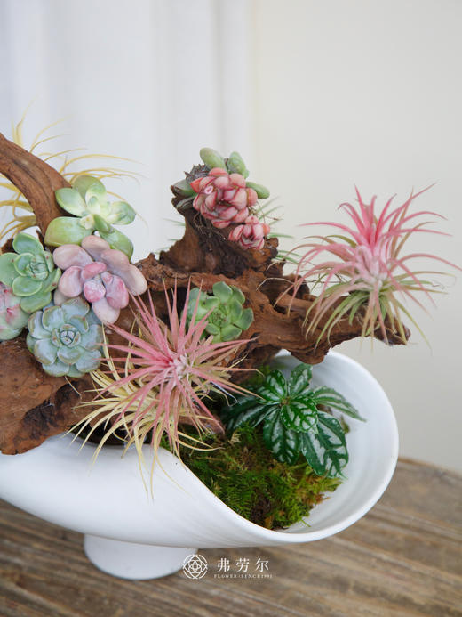 艺术多肉盆栽 商品图3