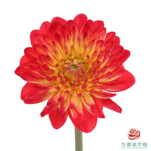 大丽花-今生吾爱 4-5枝/扎 商品图1