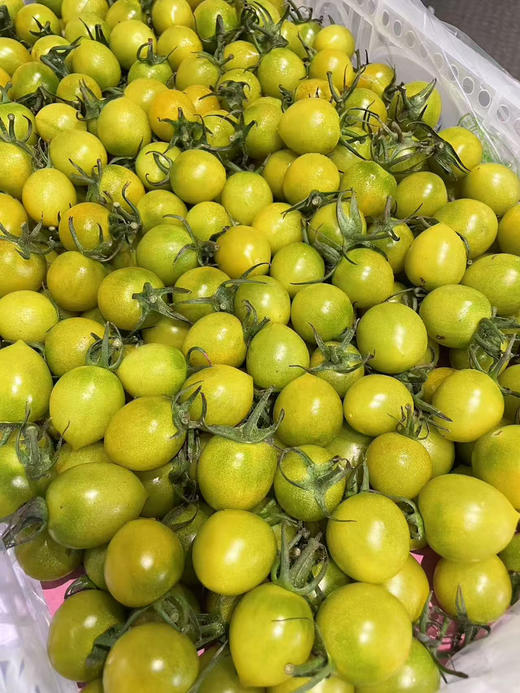 纯甜青色小柿子，惊艳口感来之不易，光是品种培育时间，就足足花了10年以上🌤️它有釜山88的风味又有千禧的甜度，可以说是纯甜，看着绿，吃起来一口爆汁的甜！2斤/盒 商品图1