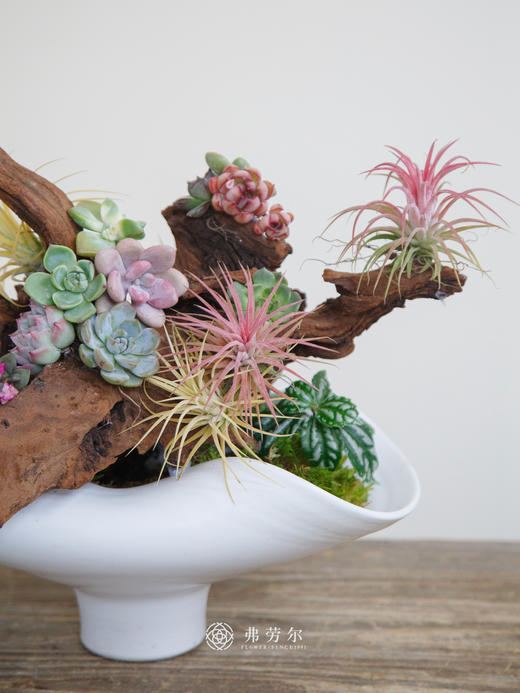 艺术多肉盆栽 商品图2