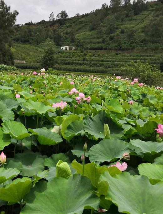 湖南莲子干（带莲芯）28.5元1袋250g,次日到 商品图1