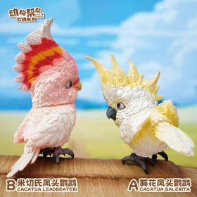 小葵花鹦鹉&米切尔鹦鹉  啥鸟系列③ 模型摆件 鸟类周边 ★动物帮帮 官方正品【48小时发货】