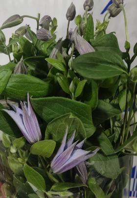 配花 | 国产铁线莲浅紫色