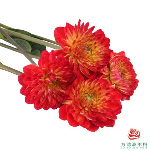 大丽花-今生吾爱 4-5枝/扎 商品图2