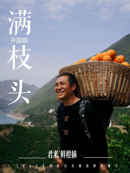 【满枝头橙子上线~每个规格只有30份】我怕有人偷走了它该晒的阳光😎所以来的晚了一些🧑‍满枝头吸管橙季——全年橙王品种‼ 车车稳，颗颗鲜 十年鲜橙专家 商品图2