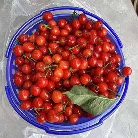 【现货】玛瑙红樱桃（提篮装）4斤/篮