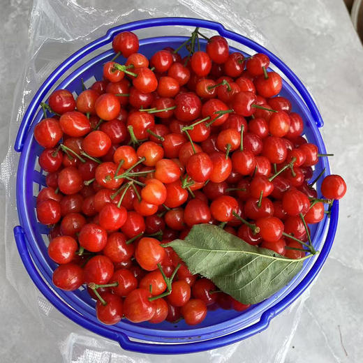 【现货】玛瑙红樱桃（提篮装）4斤/篮 商品图0
