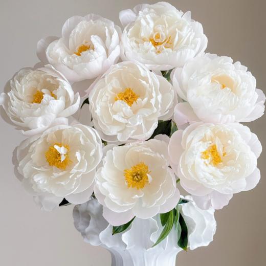 芍药丨美国小姐【买一送一】 商品图1