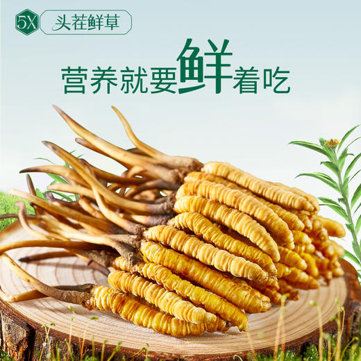 [火热预售中]  阿依舍2025年新鲜冬虫夏草礼盒 商品图1