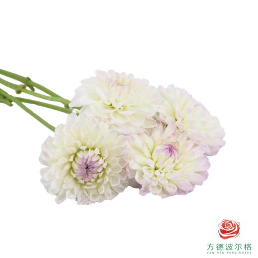 大丽花-伊芙琳 4-5枝/扎 商品图2