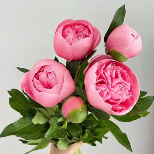 芍药丨鲑鱼粉 三文鱼【超超超稀有】 商品图1