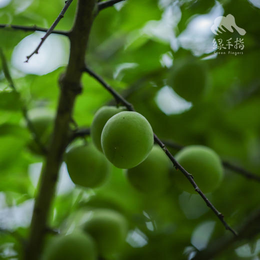 生态青梅| 合作生产 * Eco-friendly Rice Cake | Partner Production 商品图4