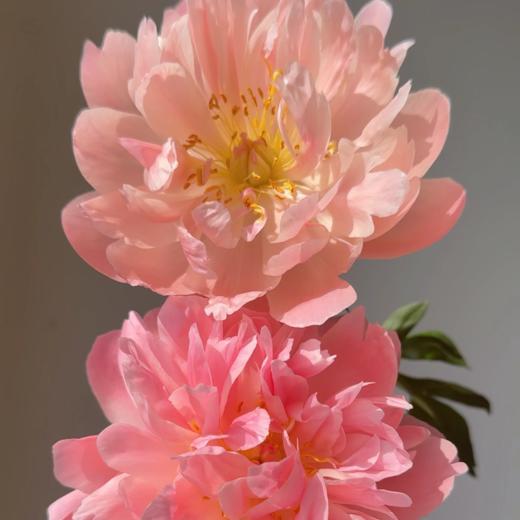 芍药丨夏威夷珊瑚【买一送一】 商品图1