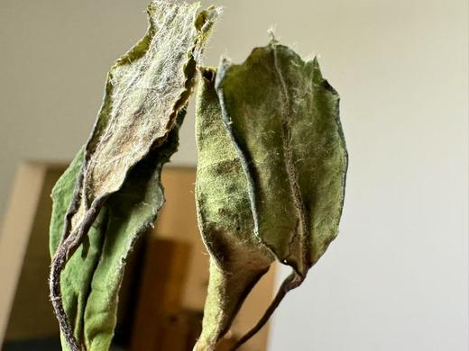 2024春 嘎嘎甜 寿眉  荒野 [溪坑涧] 50-60年树龄 500克或1000克 商品图1