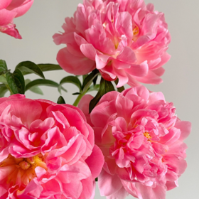 芍药丨夏威夷珊瑚【买一送一】