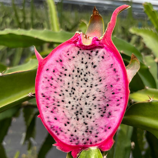 海南冰淇淋双心火龙果# 冰淇淋口感清甜细腻无沙感，甜度20+，花青素维生素 商品图2