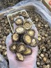 一级香菇干9.9元1袋约100g，次日到 商品缩略图2