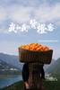 【满枝头橙子上线~每个规格只有30份】我怕有人偷走了它该晒的阳光😎所以来的晚了一些🧑‍满枝头吸管橙季——全年橙王品种‼ 车车稳，颗颗鲜 十年鲜橙专家 商品缩略图3