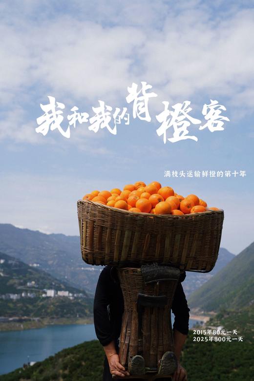 【满枝头橙子上线~每个规格只有30份】我怕有人偷走了它该晒的阳光😎所以来的晚了一些🧑‍满枝头吸管橙季——全年橙王品种‼ 车车稳，颗颗鲜 十年鲜橙专家 商品图3