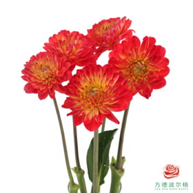 大丽花-今生吾爱 4-5枝/扎