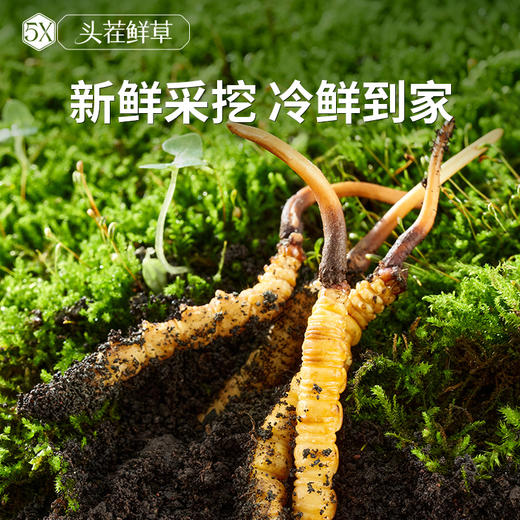 [火热预售中]  阿依舍2025年新鲜冬虫夏草礼盒 商品图8