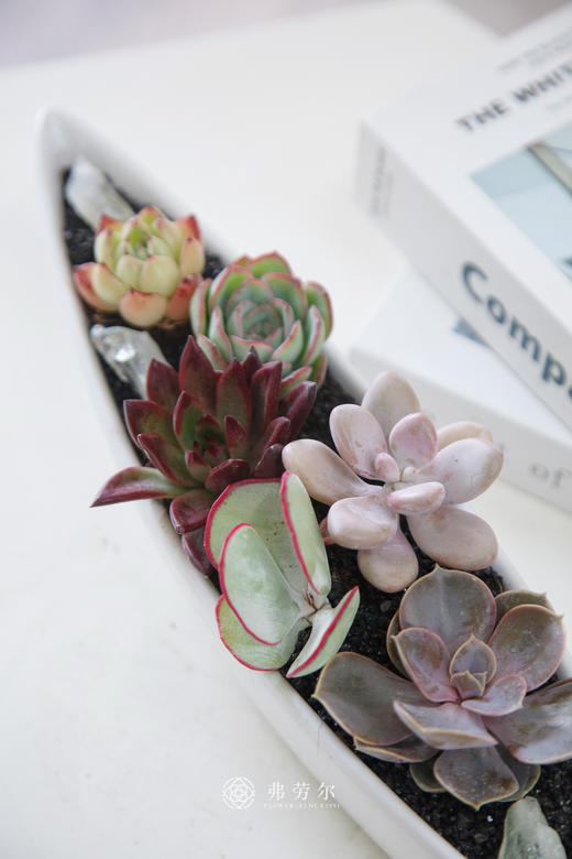 船型多肉盆景 商品图1