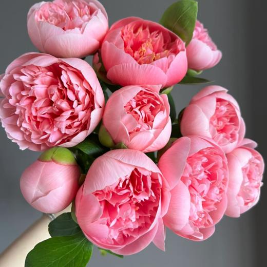 芍药丨鲑鱼粉 三文鱼【超超超稀有】 商品图2