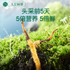 [火热预售中]  阿依舍2025年新鲜冬虫夏草礼盒 商品缩略图10