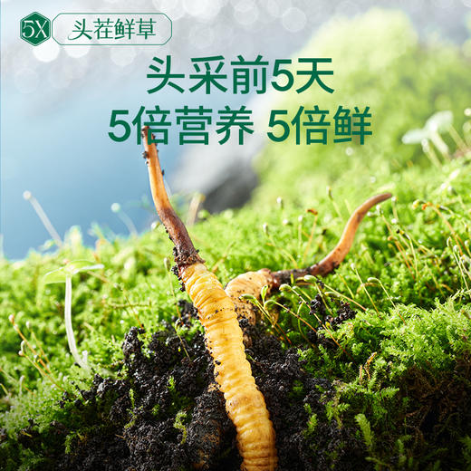 [火热预售中]  阿依舍2025年新鲜冬虫夏草礼盒 商品图10