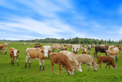 原切黄牛肋排59元1袋约3斤，明天到 商品图1