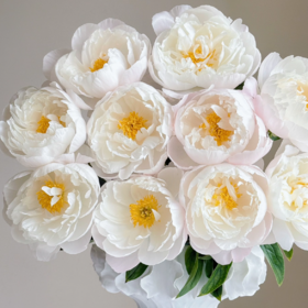 芍药丨美国小姐【买一送一】